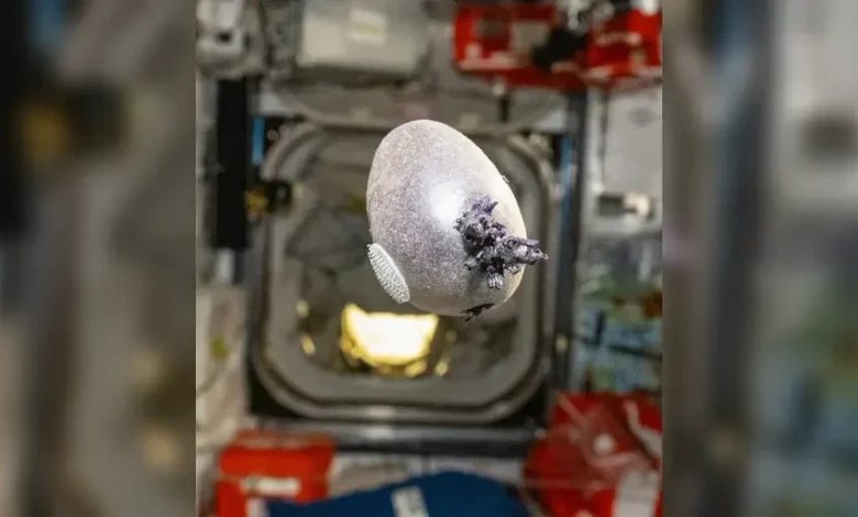 See it: NASA astronaut shares photo of egg-shaped object with tentacles growing on International Space Station