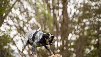 Smokey XII Joins the Tennessee Volunteer Family
