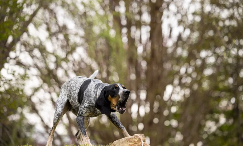 Smokey XII Joins the Tennessee Volunteer Family