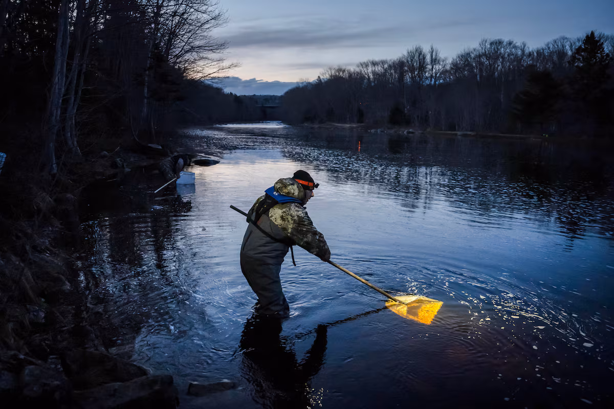 Split quota continues between Indigenous, commercial harvesters for contentious baby eel fishery