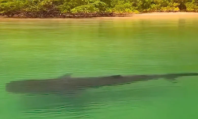 Surreal footage shows giant shark cruising the shallows in Costa Rica