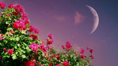 The 4 Luckiest Signs During March's New Moon in Pisces