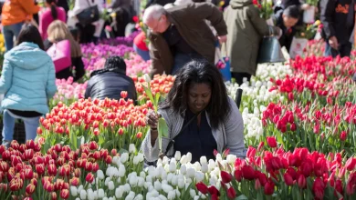 The National Mall Is Transforming Into a Massive Tulip Garden in March