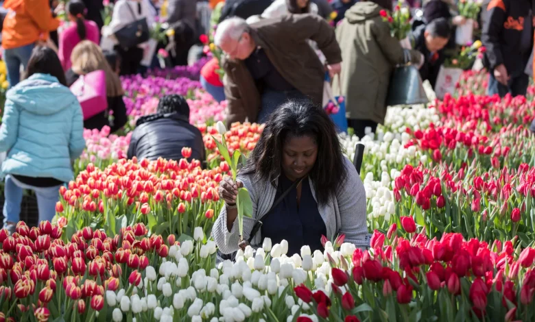 The National Mall Is Transforming Into a Massive Tulip Garden in March