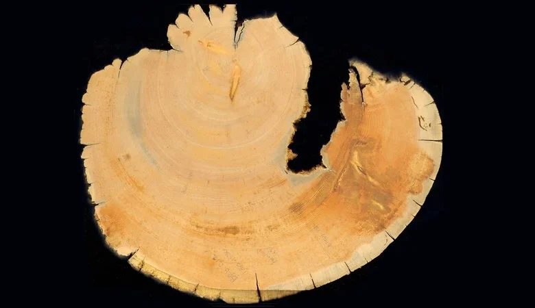 This Year's Snow Drought is Etching Itself Into Utah Forest History