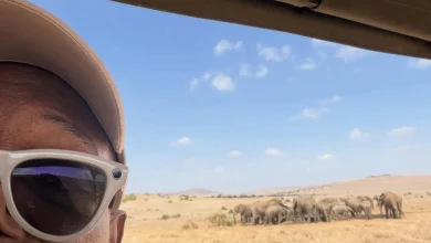 “Time is running out!” Samuel L. Jackson Urges Tulsa Zoo to Release LA Elephants Billy & Tina to Sanctuary