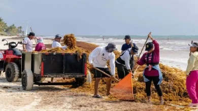 Tulum reeling from arrival of 750 tons of sargassum in three months