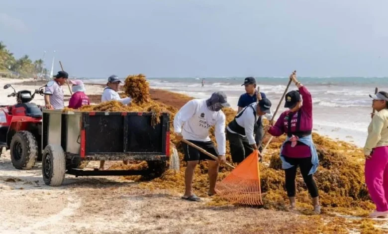 Tulum reeling from arrival of 750 tons of sargassum in three months