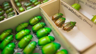 U of A ranked No. 1 in entomology and top 50 among global research universities by EduRank