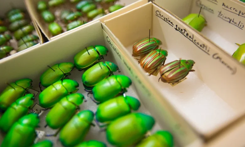 U of A ranked No. 1 in entomology and top 50 among global research universities by EduRank