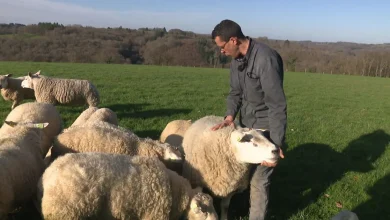 VIDÉO - "Tu as reçu cinq prix en une fois !" Le succès exceptionnel de cet éleveur du Limousin au Salon de l'agriculture