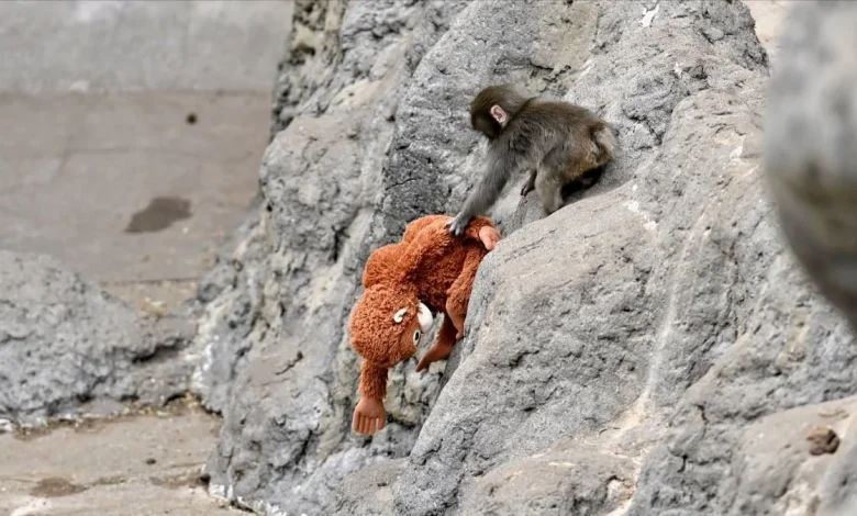 We all love viral videos of Punch the monkey. A lot of them are AI.