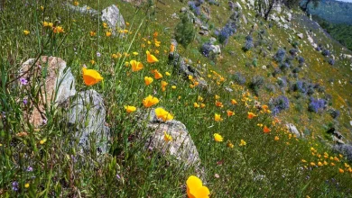 When and where can I see wildflowers in Yosemite? Top spots for blooms