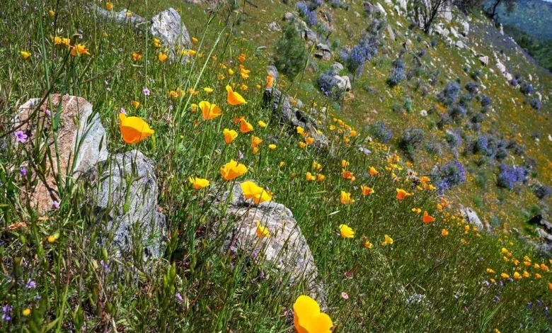 When and where can I see wildflowers in Yosemite? Top spots for blooms