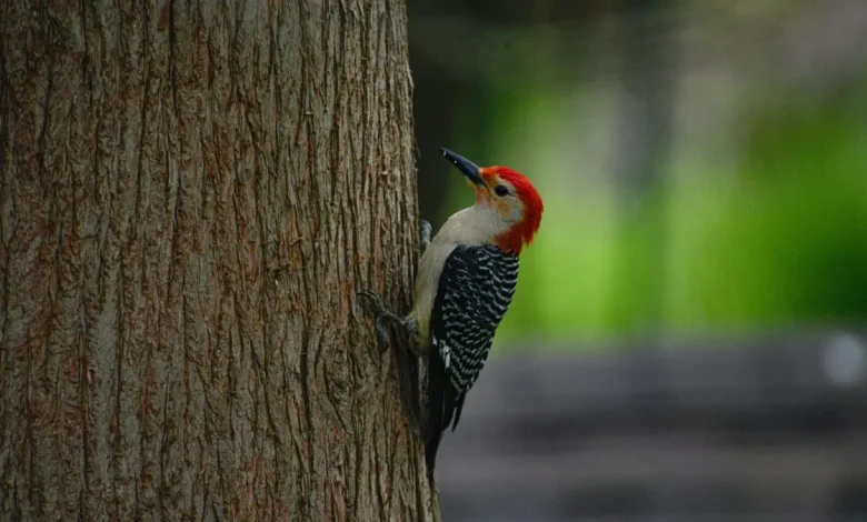 When is Earth Day 2026? Celebrate with events across Bucks County