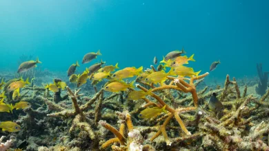 Why an Army Corps project could wipe out one of Florida’s last thriving coral reefs
