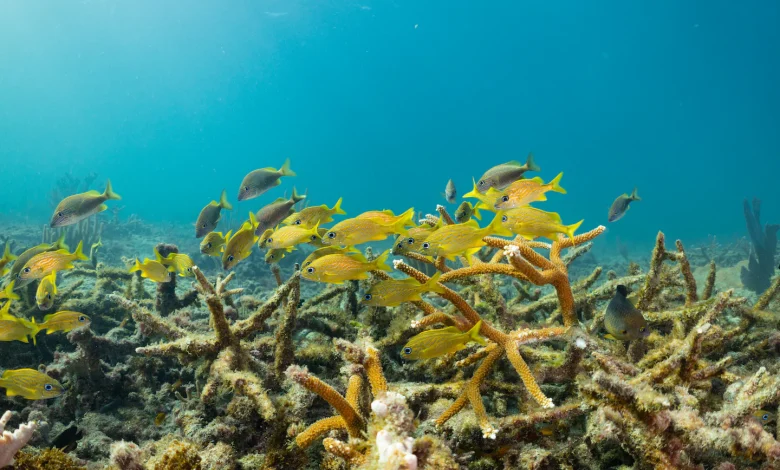 Why an Army Corps project could wipe out one of Florida’s last thriving coral reefs