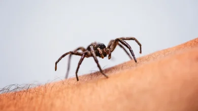 Why people avoid looking at spiders