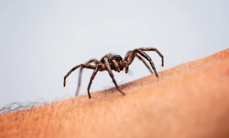 Why people avoid looking at spiders
