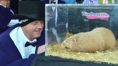Wiarton Willie, Ontario’s famous groundhog, has died: town