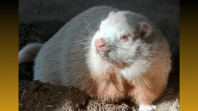 Wiarton Willie, famed groundhog, has died