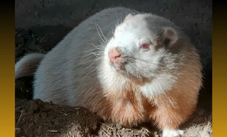 Wiarton Willie, famed groundhog, has died