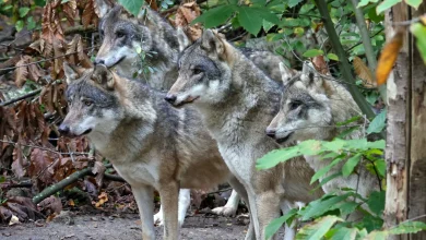 Wildlife charity 'heartbroken' at having to euthanise wolf pack | ITV News