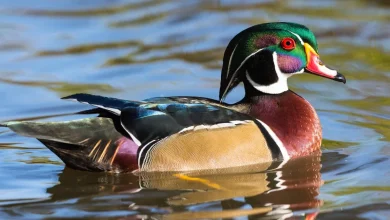 Wood duck designated as Michigan's official state duck