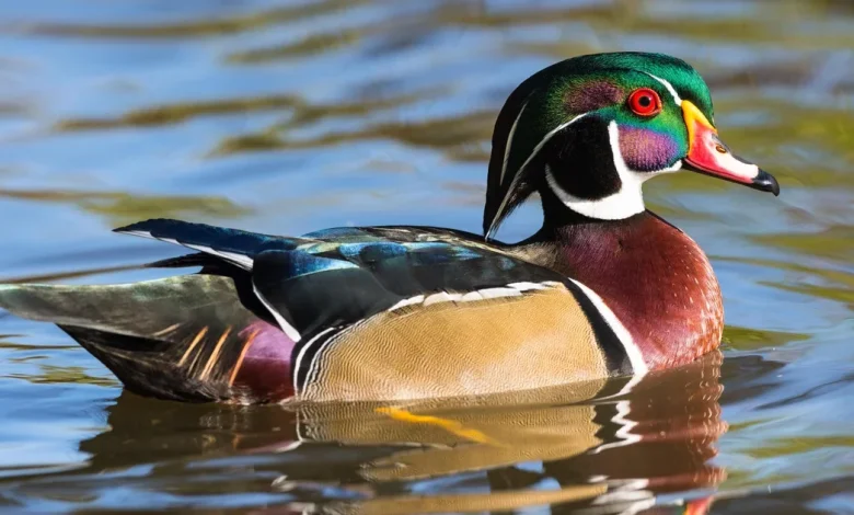 Wood duck designated as Michigan's official state duck