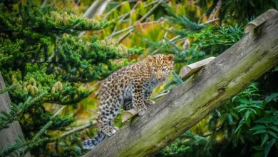 Yorkshire Wildlife Park tragedy after 'deeply cherished' member Lewis suddenly dies