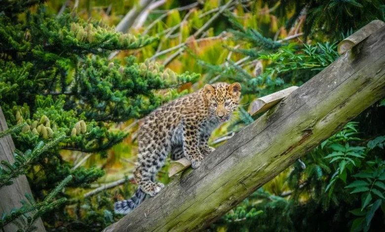 Yorkshire Wildlife Park tragedy after 'deeply cherished' member Lewis suddenly dies