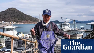 ‘Something out of the ordinary’: why are Japan’s oysters dying en masse?