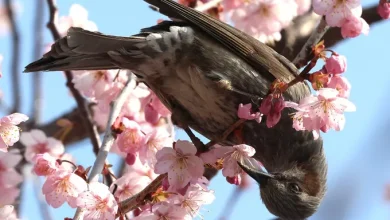 오늘 아침 영하권 ‘꽃샘추위’… 인천·경기 서해안에 약한 비