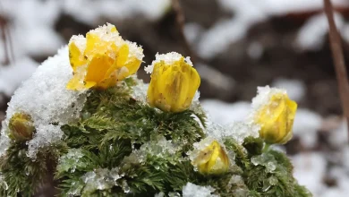 [포토타임] 겨울과 봄의 공존... 주말은 따뜻한 봄 날씨 이어져