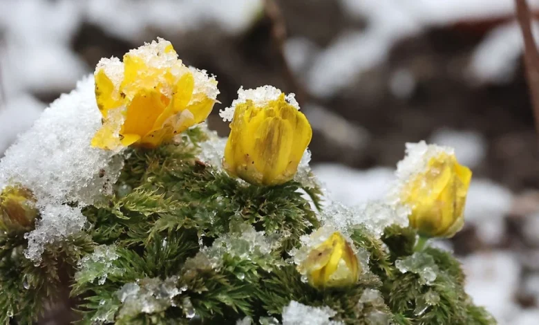 [포토타임] 겨울과 봄의 공존... 주말은 따뜻한 봄 날씨 이어져