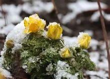 [포토타임] 겨울과 봄의 공존... 주말은 따뜻한 봄 날씨 이어져