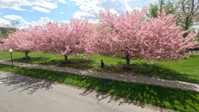 5 ways to 'go green' on Earth Day that can even save money