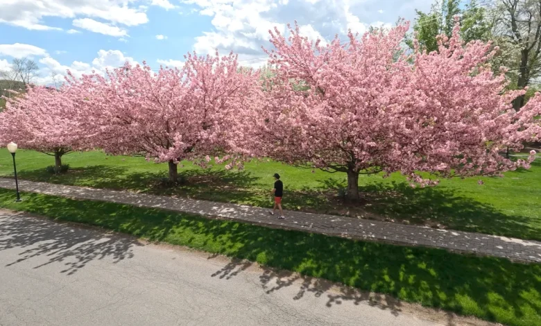 5 ways to 'go green' on Earth Day that can even save money