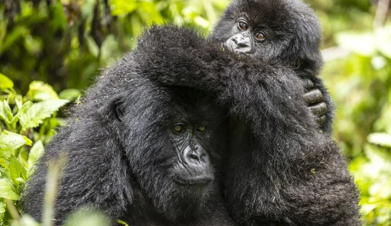 A fragile comeback: David Attenborough’s “A Gorilla Story” reveals a rare conservation success