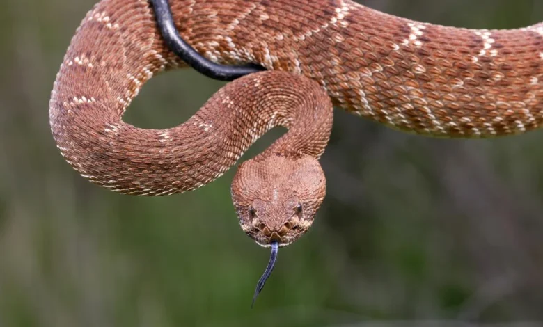 A third Californian, bitten three times, dies from snakebite