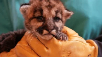 Abandoned baby mountain lion is rescued in Southern California