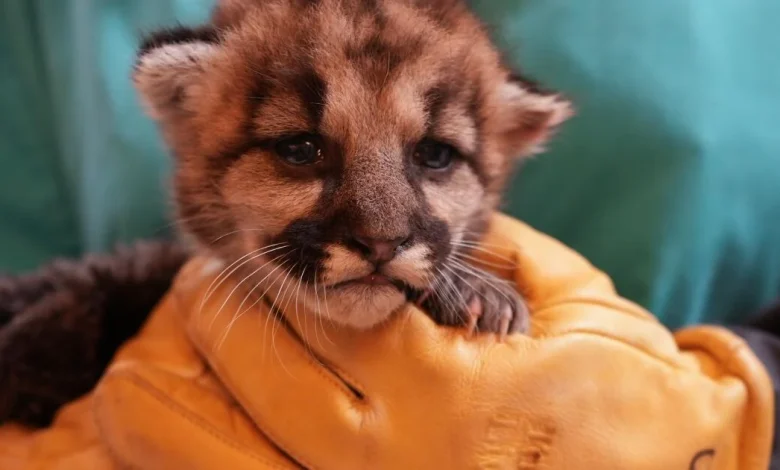 Abandoned baby mountain lion is rescued in Southern California