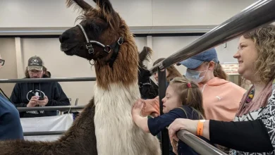 Alpacas To Take Over Alliant Energy Center