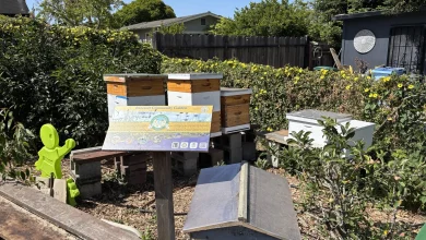 Around Berkeley: Earth Day celebrations, beehive tour, robot building for kids