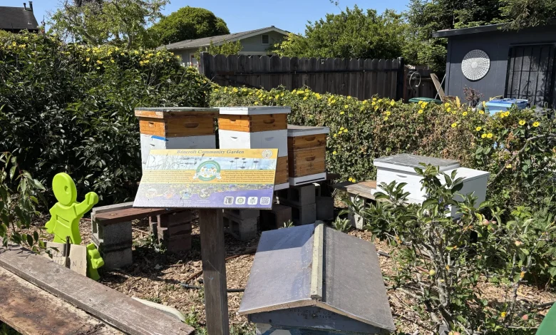 Around Berkeley: Earth Day celebrations, beehive tour, robot building for kids