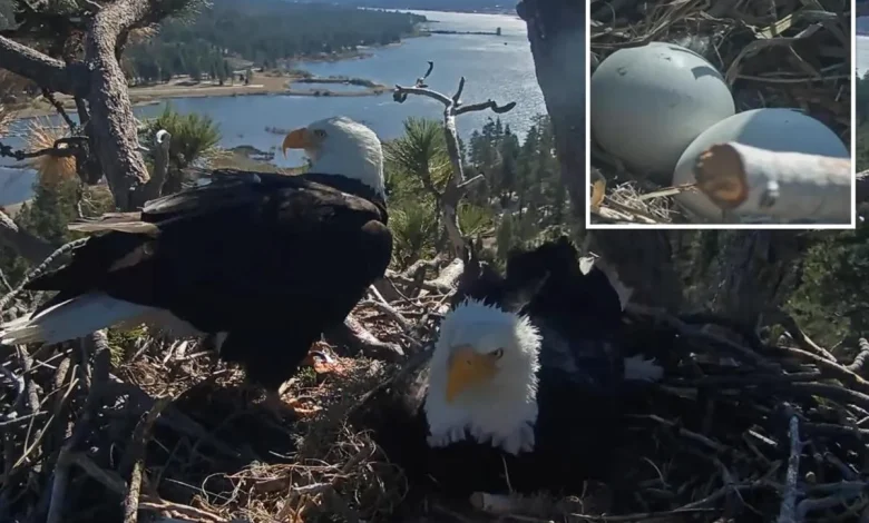 Baby eagle on the way for Big Bear's favorite pair Jackie and Shadow