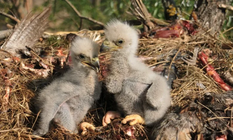 Bald eaglets euthanized after being swept from nest during storm