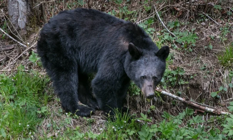 Bears chase, bite visitors at Great Smoky Mountains National Park, prompting closures