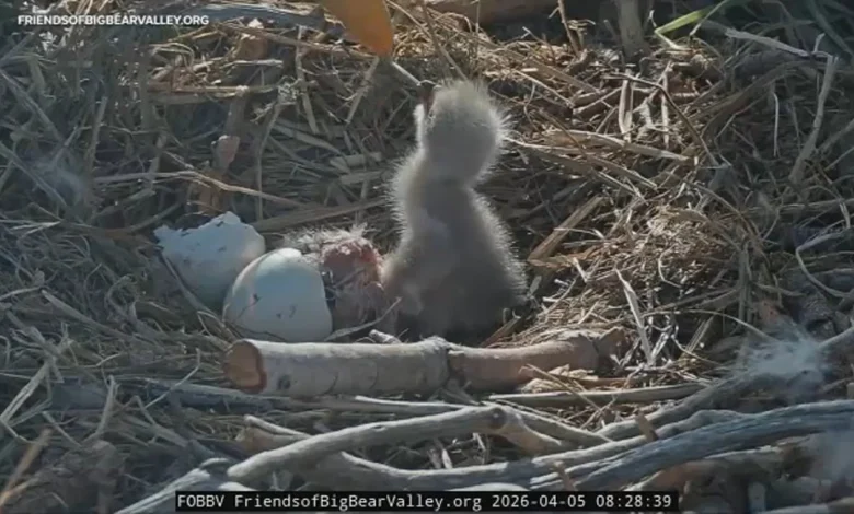 Big Bear bald eagle cam updates: Jackie and Shadow's first eaglet hatches, second hatched soon after