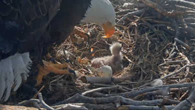 Big Bear bald eaglets hatch as Jackie and Shadow's family grows by 2